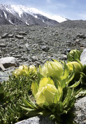 天山喀尔里克峰的雪莲四五年才开放一次,是难得一见的奇花