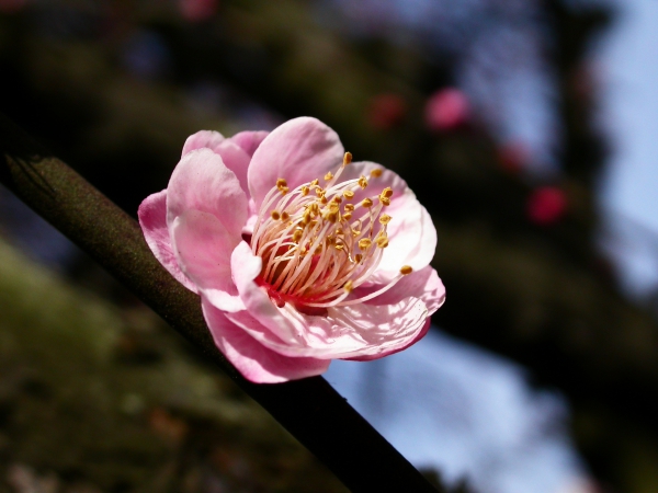 红白梅花_三联生活周刊