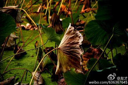 秋分即至,风光无限的荷也枝残叶败,岁月不饶人.