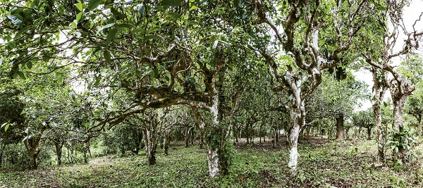 勐海县勐混乡贺开古茶山上的古茶树