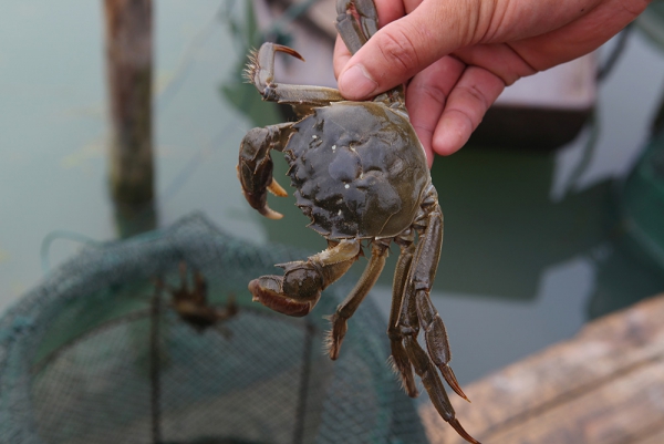 蟹肥白玉香--访正谷阳澄湖大闸蟹生态养殖基地_三联生活周刊