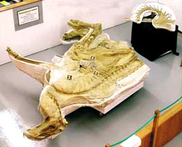 恐龙木乃伊_三联生活网