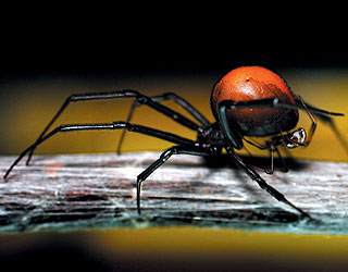 蜘蛛的爱情与阴谋-三联生活周刊