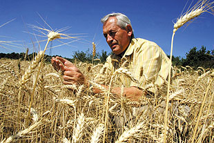 科学家们对一种从非洲蔓延开来的小麦秆锈病的极度忧虑也就不难
