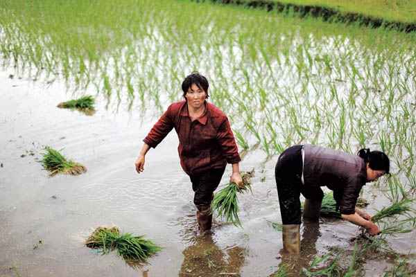 湖北监利的农民以水稻种植为主,近年来年轻人大多外出打工谋生