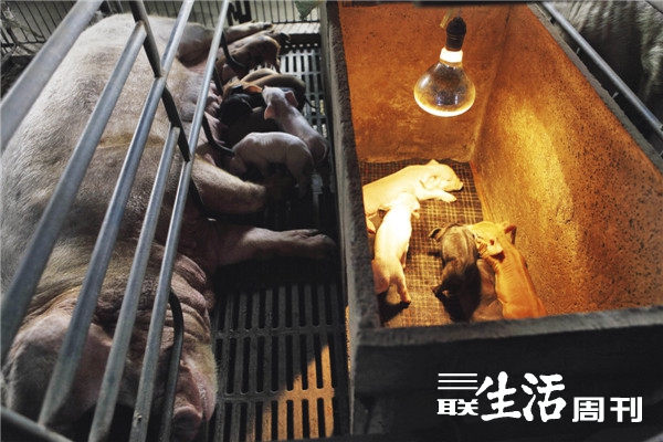 “黄浦江浮猪”事件:散户养殖积弊的集中爆发(2)_三联生活周刊