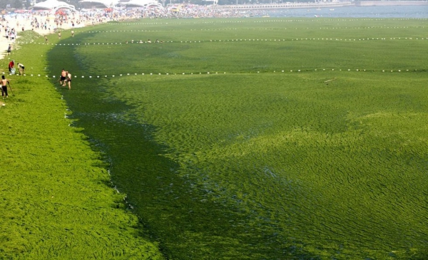 浒苔使青岛海滩变草原